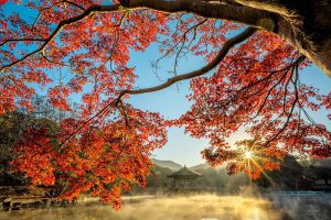 autumn september in japan