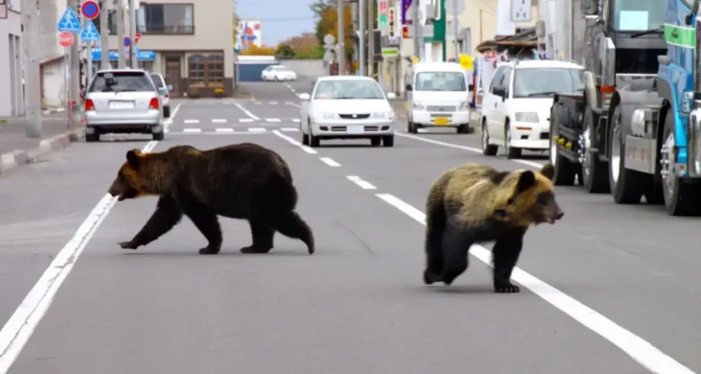 bears attacks in Japan, Hokkaido