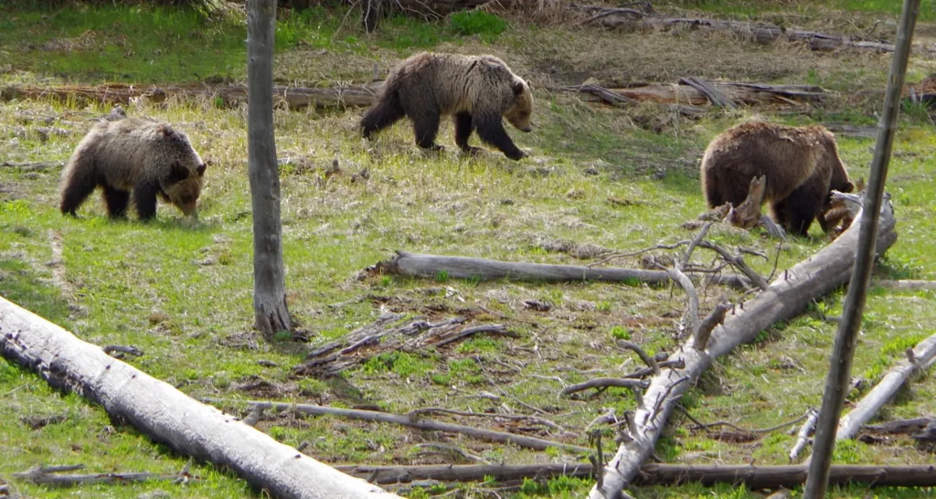 bears in rural japan