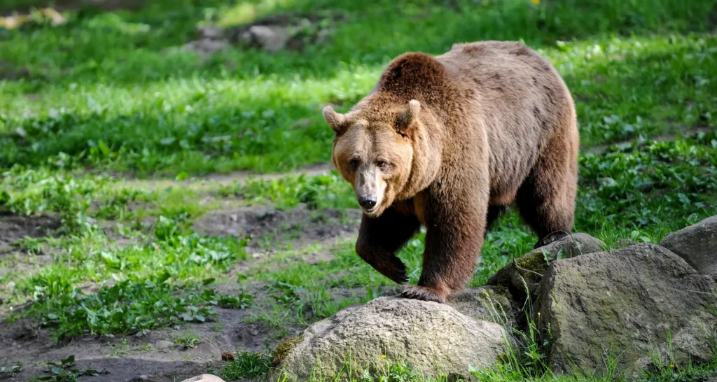 brown japanese bear