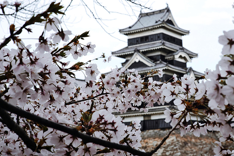 japan april cherry blossom