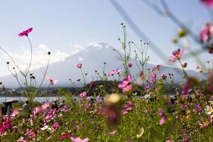 japan in March tour guides